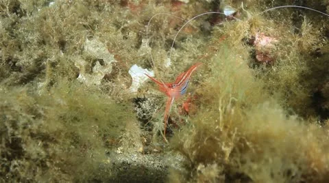 Prawn 動画素材 12578953