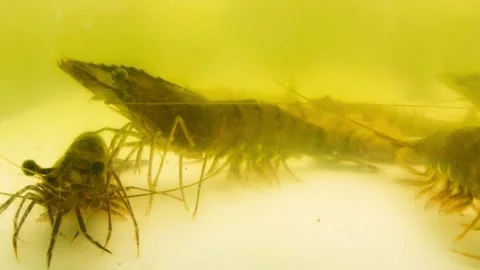 Prawn 動画素材 339259464