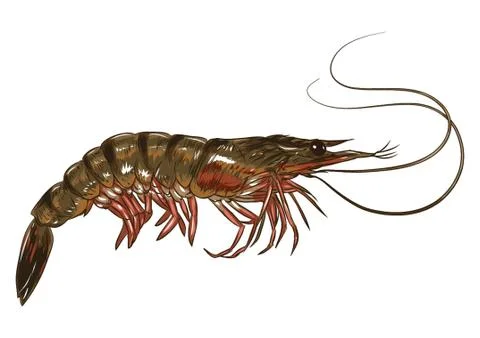 Prawn Stock Illustration