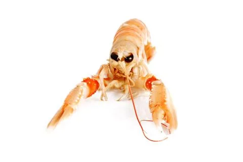 Prawn isolated Foto stock