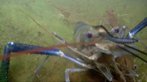 Prawn loves Selfie Too Video stock 198548348