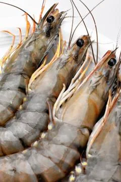 Prawn Stock Photos