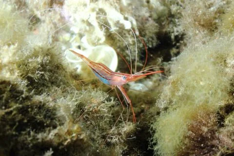 Prawn Stock Photos