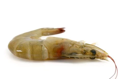 Prawn Stock Photos