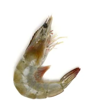 Prawn Stock Photos