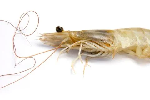 Prawn Stock Photos