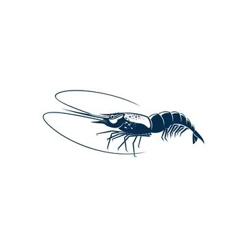 Prawn shrimp isolated vector shellfish crustaceans Stock Illustration