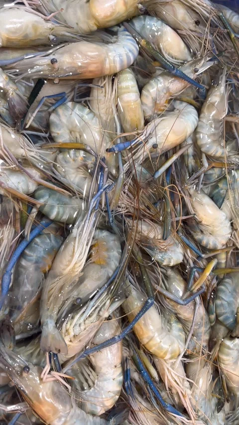 Prawn1 Stock Footage 338149351