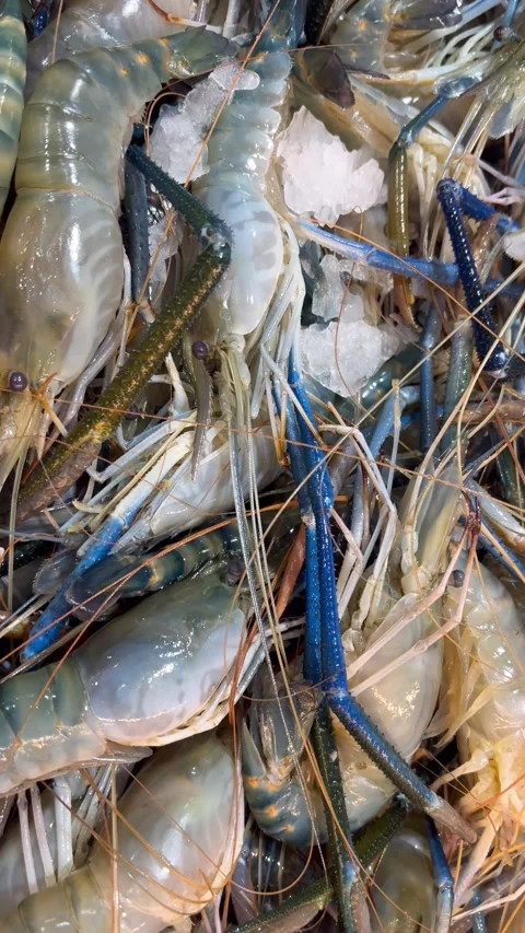 Prawn2 Stock Footage 338149352