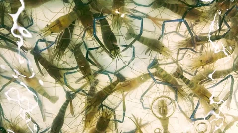 Prawn3 動画素材 339259444