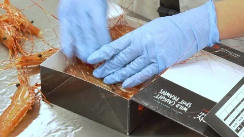 Prawns being packaged in 4K Stock Footage 241595019