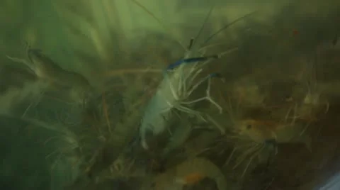 Prawns Stock Footage 11234045