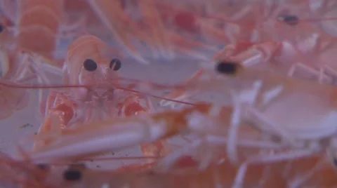 Prawns Live 動画素材 2864486