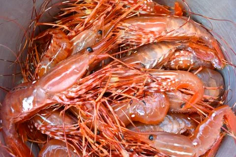 Prawns Stock Photos