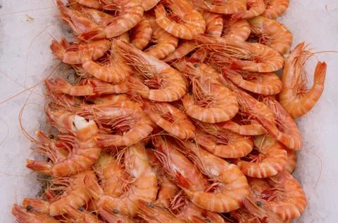 Prawns Stock Photos