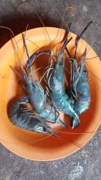 Prawns Stock Photos