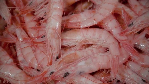 Prawns prepared for distribution Stock-Footage 90783034