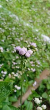 Praxelis Stock Photos