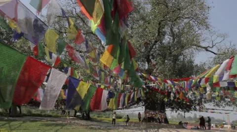 Prayer Flags and Bodhi Tree - Lumbini Stock Footage 42000999