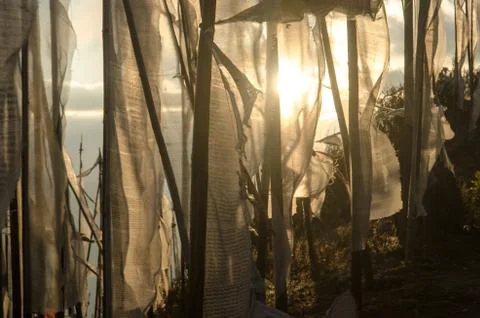 Prayer Flags Stock Photos