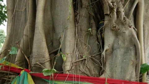 Prayer Flags Wrapped Around Sacred Banyan Tree. Stock Footage 318577955