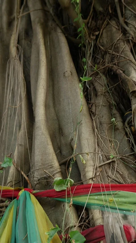 Prayer Flags Wrapped Around Sacred Banyan Tree. Stock Footage 324510903