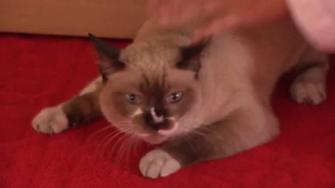 Prayer in a temple a monk stroking a cat close up 스톡 동영상 148617743