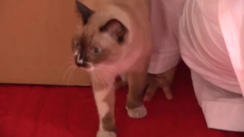 Prayer in a temple a monk stroking a cat Stock Footage 148617787