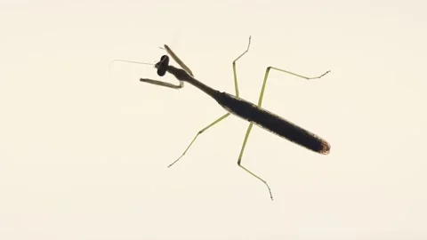 Prayiing Mantis On Light Stock Footage 162140802