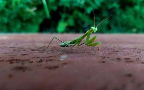 Praying 2 mantis insects. Stock-Fotos