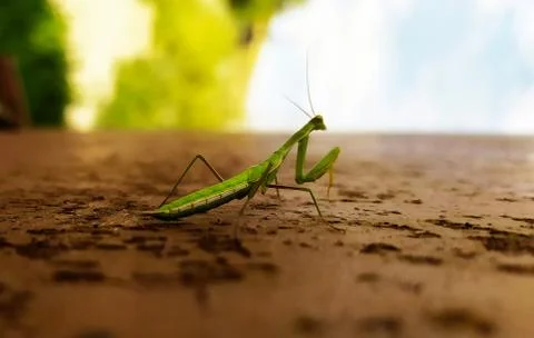 Praying 3 mantis insects. Stock-Fotos