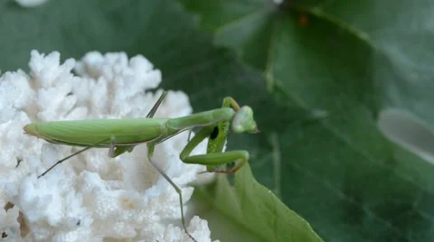 Praying to corral. 動画素材 52658310