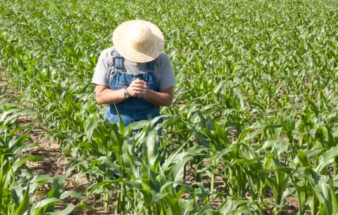 Praying farmer 스톡 사진
