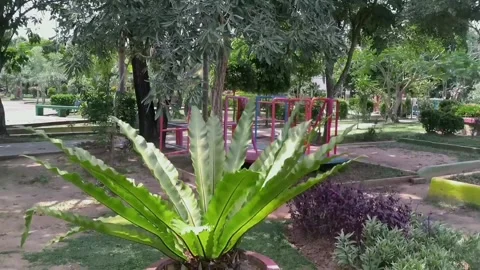 Praying flower or also commonly called bird's nest fern which Stock Footage 237337558