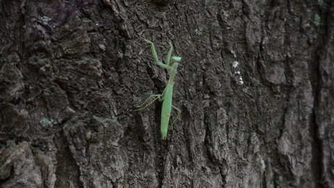 Praying Mantis 1 Stock Footage 98622560