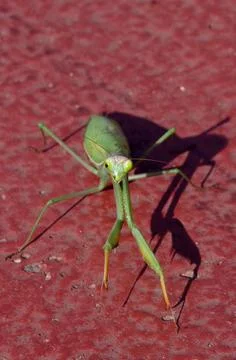 Praying mantis 2 Stock Photos
