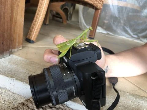 Praying mantis 3 Stock Photos
