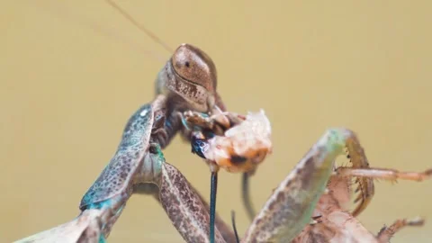 Praying Mantis 4k Footage Stock Footage 297259847