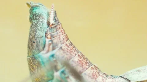 Praying Mantis 4k Footage Stock Footage 297260124