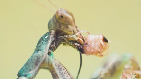Praying Mantis 4k Footage Stock Footage 297262266
