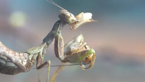 Praying Mantis 4k Footage Stock Footage 297262625