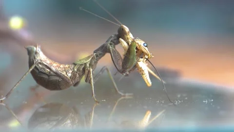 Praying Mantis 4k Footage Stock Footage 297264892