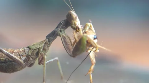 Praying Mantis 4k Footage Stock Footage 297266806