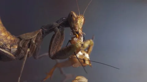 Praying Mantis 4k Footage Stock Footage 297267632