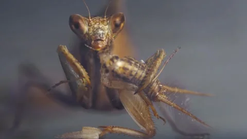 Praying Mantis 4k Footage Stock Footage 297270007
