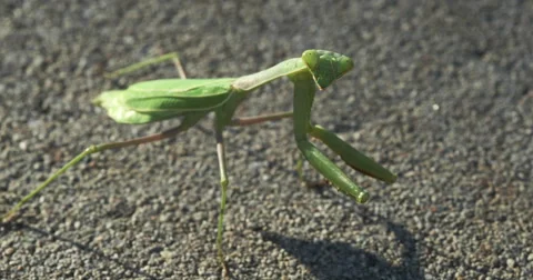 Praying Mantis from Above Stock Footage 55280186