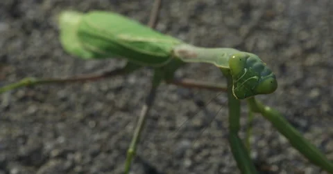 Praying Mantis from Above Stock Footage 55280598