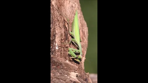 Praying Mantis aka Mantis religiosa adult female is eating fly. Stock Footage 282652142