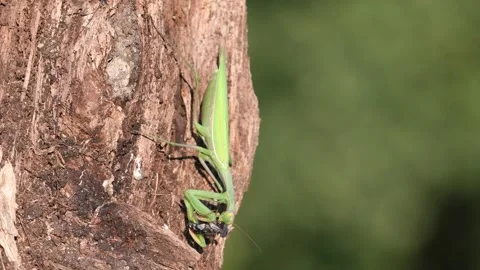 Praying Mantis aka Mantis religiosa adult female is eating fly. Stock Footage 282652514