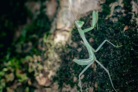 Praying mantis alone on a tree trunk Stock Photos